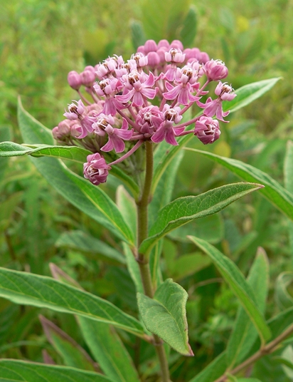 {Asclepias incarnata}
